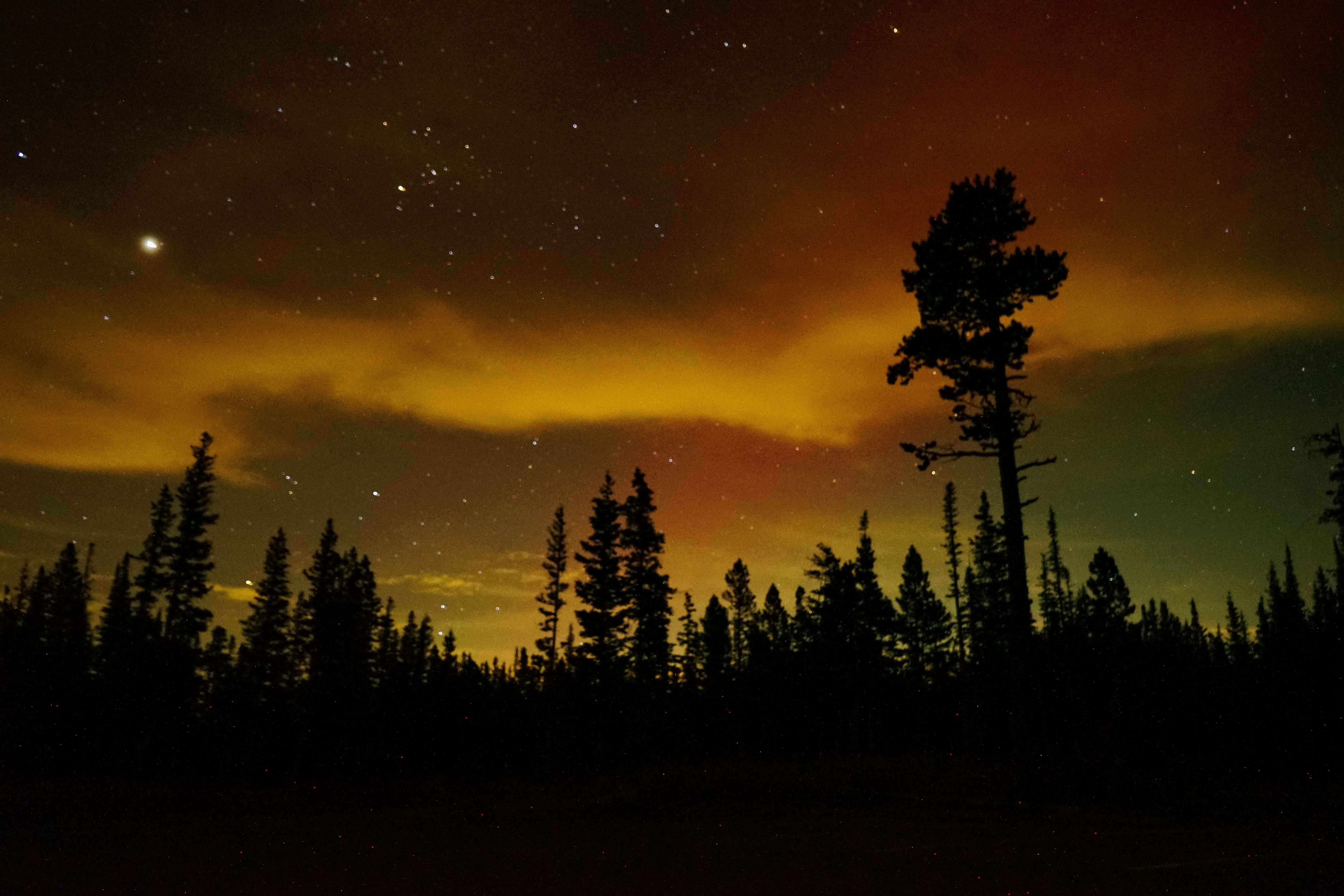 Bosque con aurora boreal de fondo